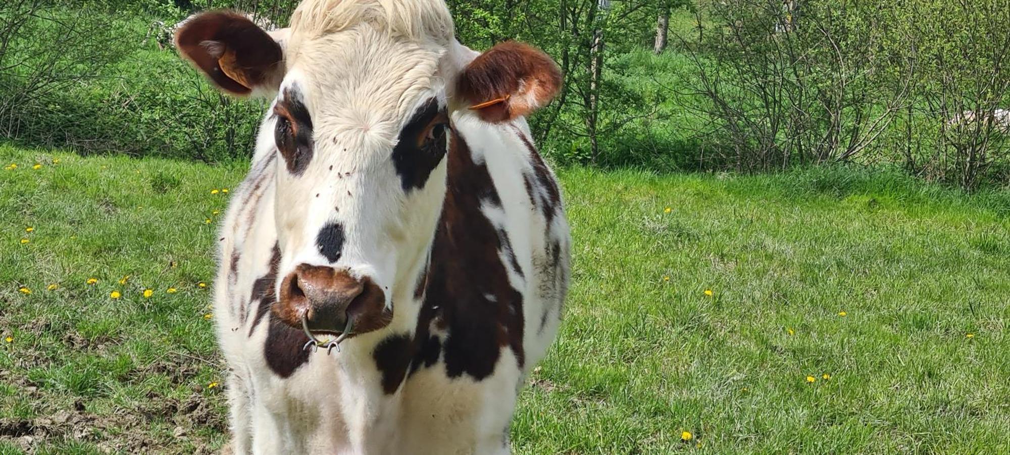 Willa Roulotte A La Ferme Buissonniere La Lande-de-Louge Zewnętrze zdjęcie